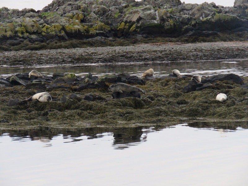 Seals at Illugastadir
