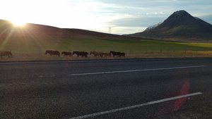 Horses on the road side