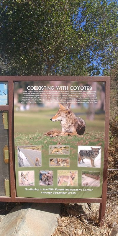 Coexisting with Coyotes