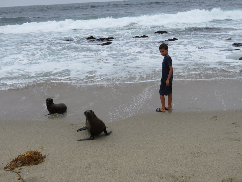 Young seals and young humans getting along