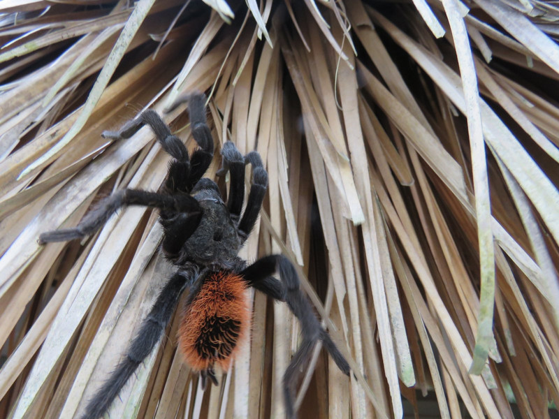 Tarantula on a hot thatch roof