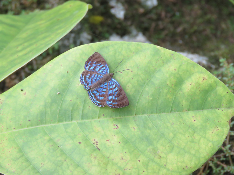 A butterfly at Agua Azul