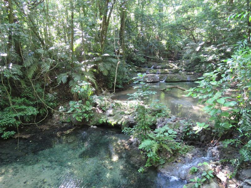 Stream in the jungle