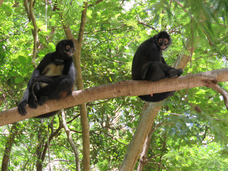 A pair of monkeys