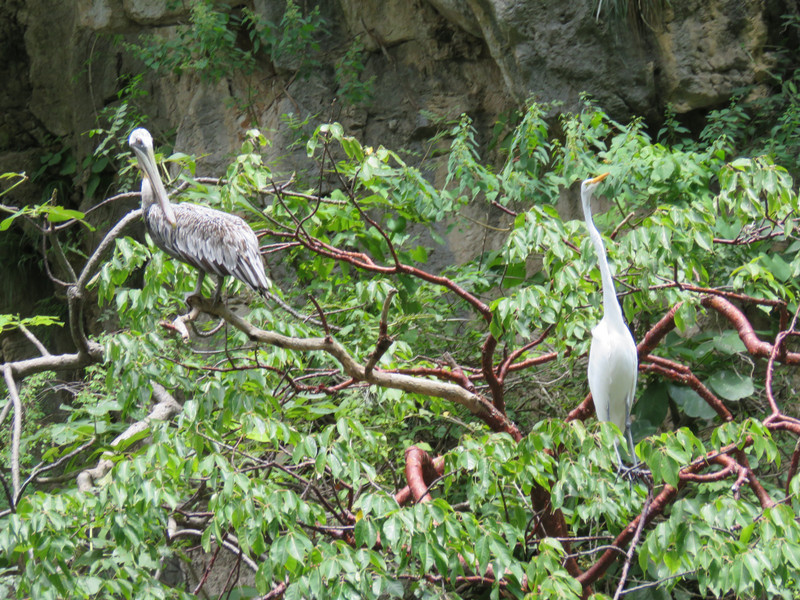 A pelican and an egret