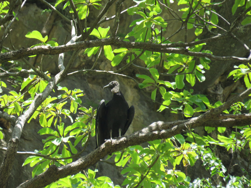 A resting turkey vulture