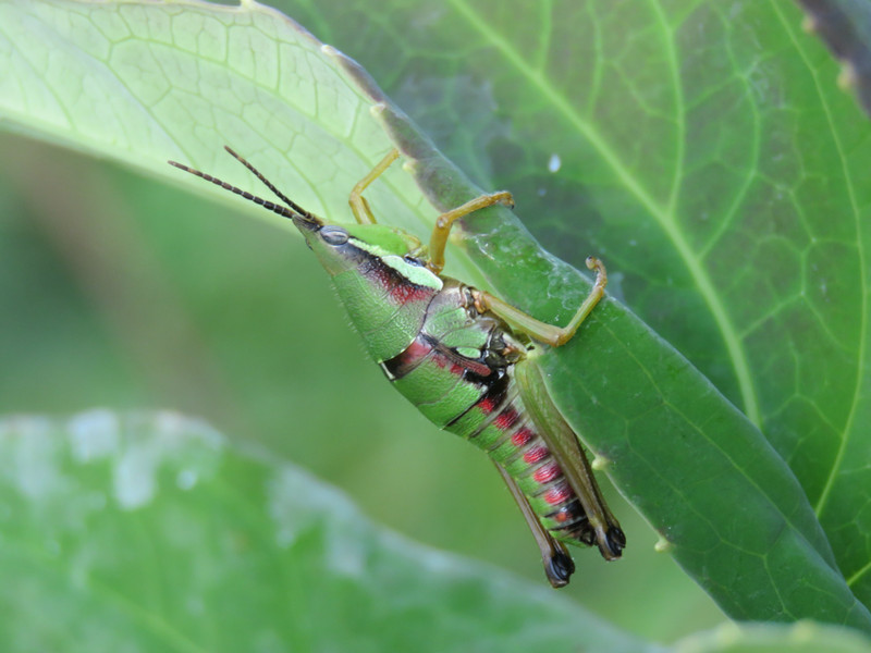 Colorful grasshopper
