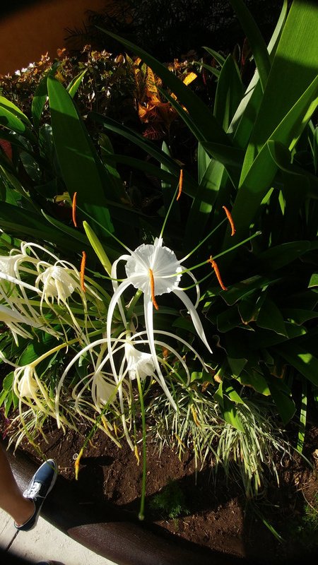 Cancun Lilly