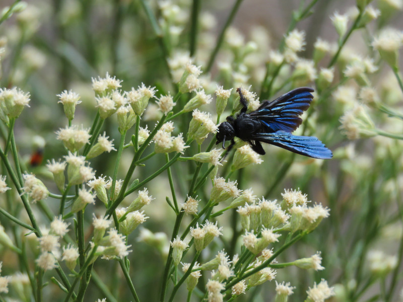 Blue winged wasp at Cottonwood