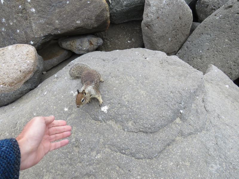 A friendly squirrel at Morro Rock