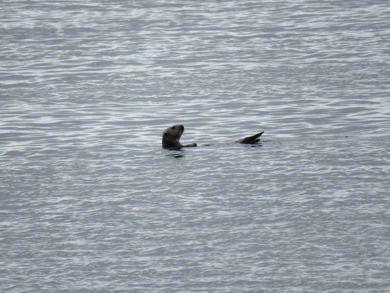 An otter in the bay