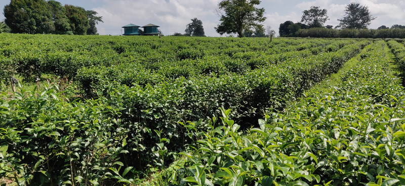 Suwirun tea plantation