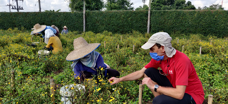 Picking chamomile at Suwirun