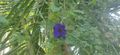 blue pea butterfly vine