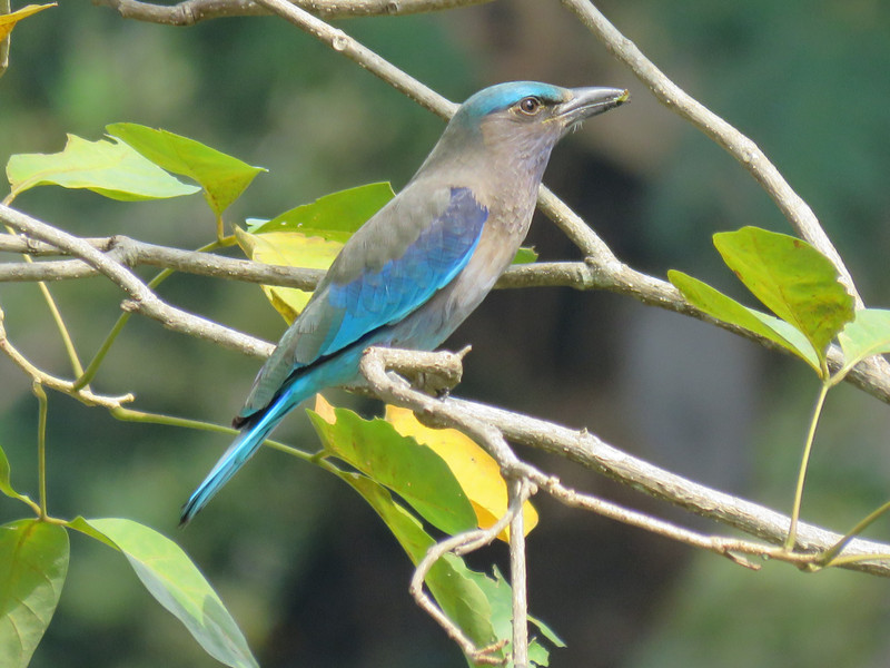 Pretty blue bird