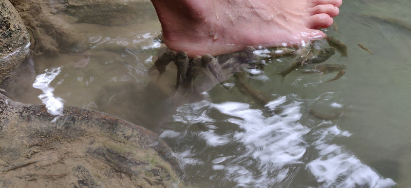 Foot cleaning fish