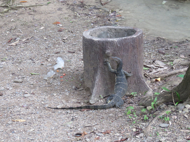 Monitor lizard checking for leftovers