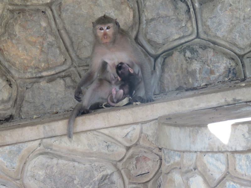 Monkeys in the temple grounds
