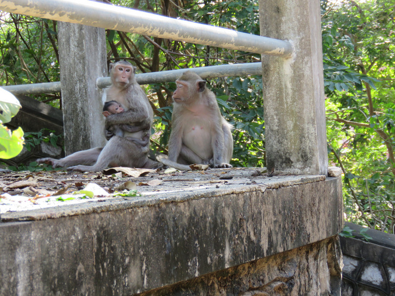 Monkeys in the temple grounds
