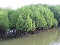 Sirindhorn Mangroves