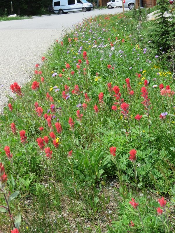 Roadside Flowers on Mt. Revelstoke