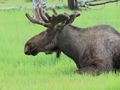 A friendly moose