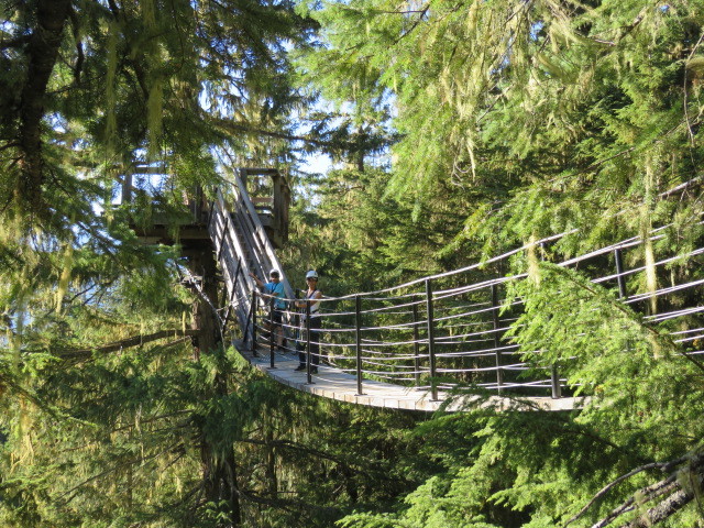 Treetop bridge