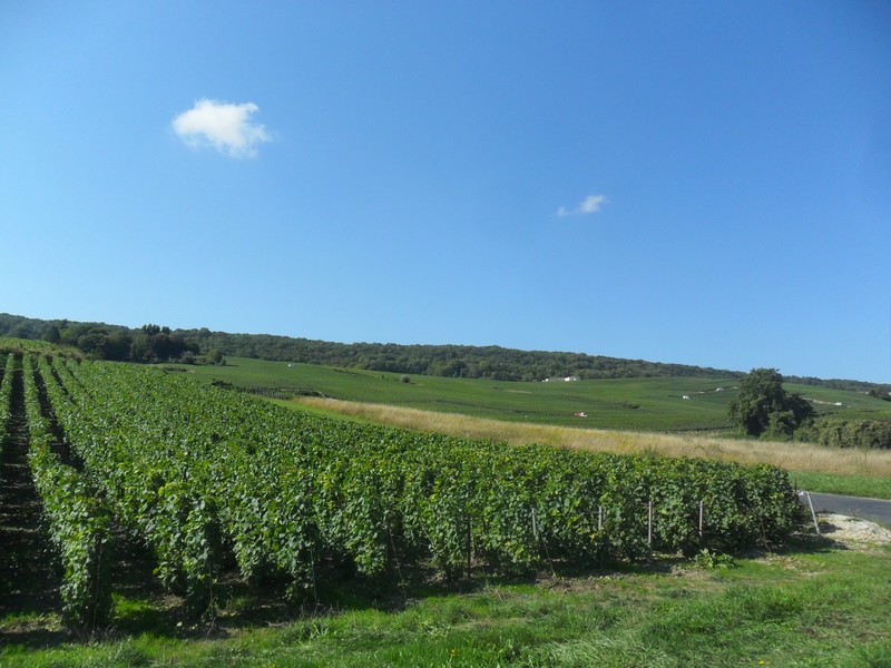 Epernay Champage country  (7)