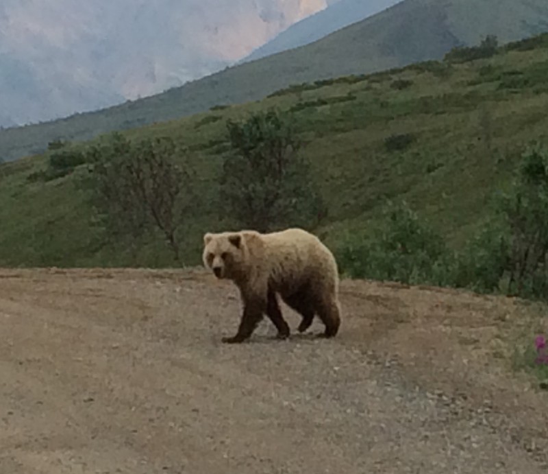 Two year old grizzly cub?