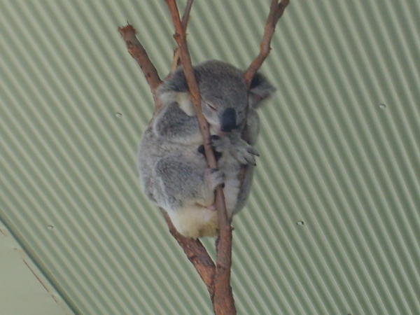 Sydneys - my friend the koala