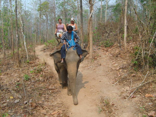 On the elephant 2