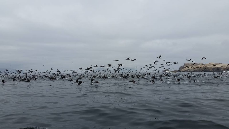 Flying with the birds at Islas Ballenas