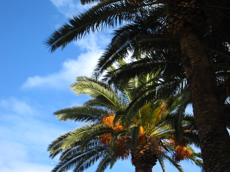 Des palmiers partout !