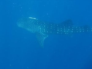 snorkeling-whale-shark-big