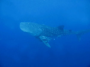 whale_shark_diving