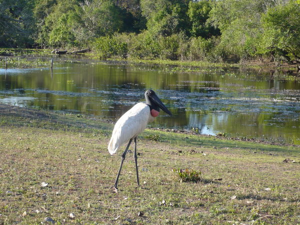 Stork in the Pantanal--One of Many