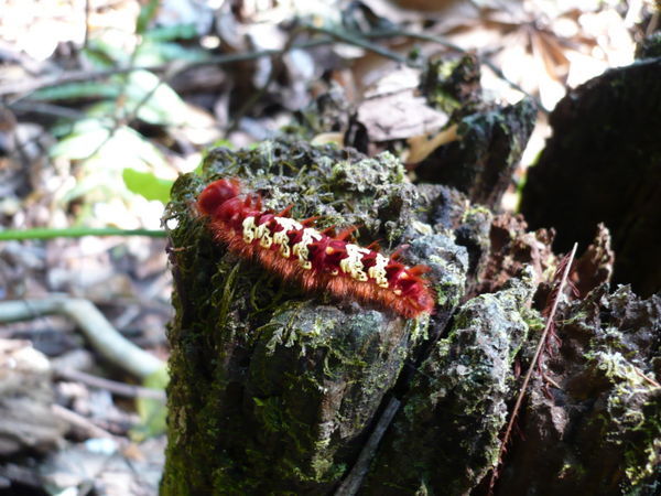 Crazy Caterpillar in the Amazon