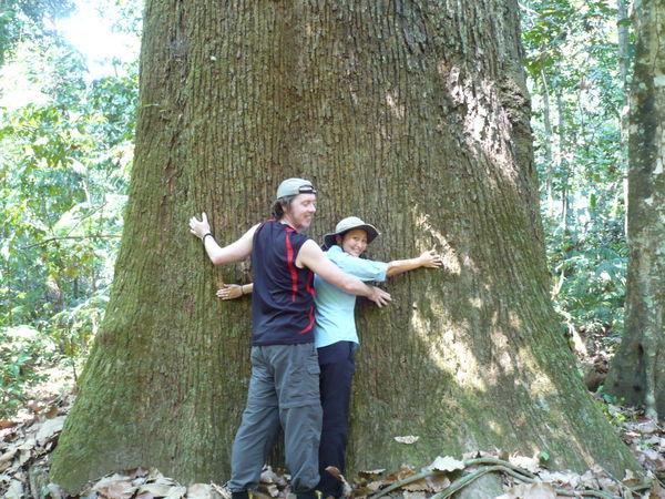 Hugging a Brazil Nut Tree in the Amazon