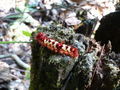 Crazy Caterpillar in the Amazon