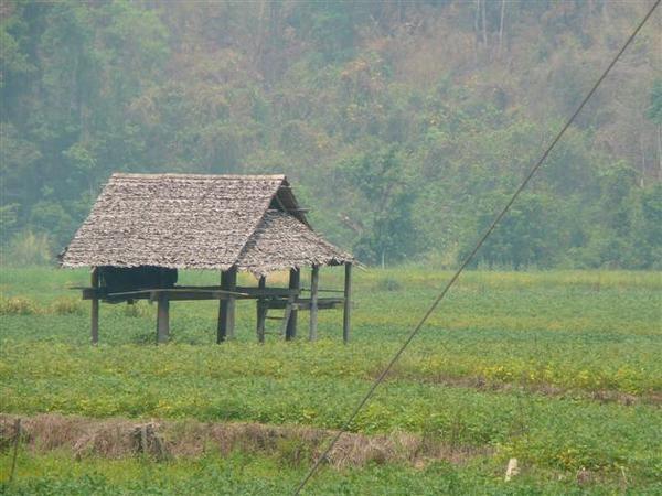 A typical green rice field
