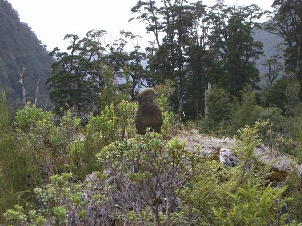 A clever looking Kea