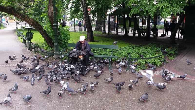 Old Man Feeding the Pigeons 