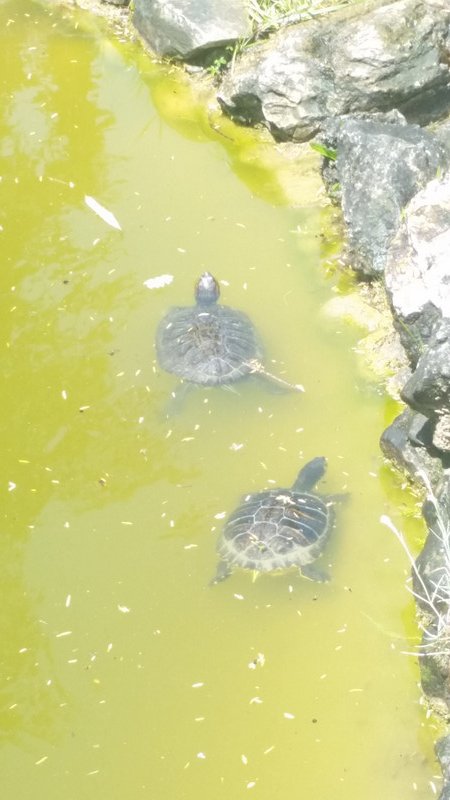 Botanical Gardens Turtles 