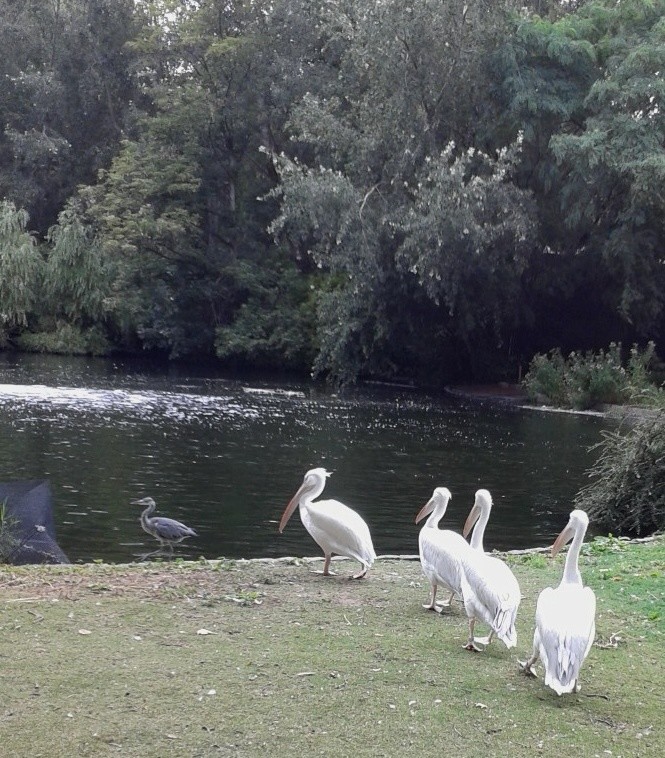 St James Park Pelicans