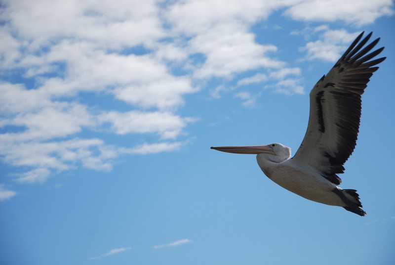 Pelican in Flight