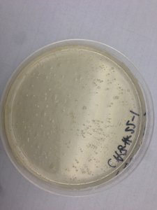 Our first colonies!