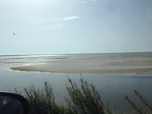Camargue on the drive to the beach