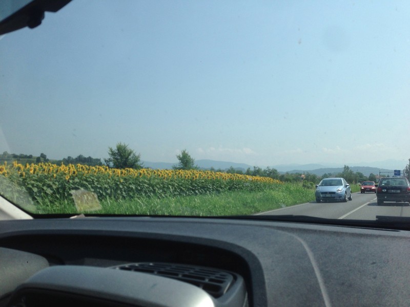 Sunflowers on the road in Hungary