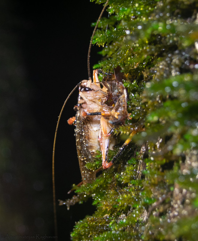 Cicada enjoying its prey