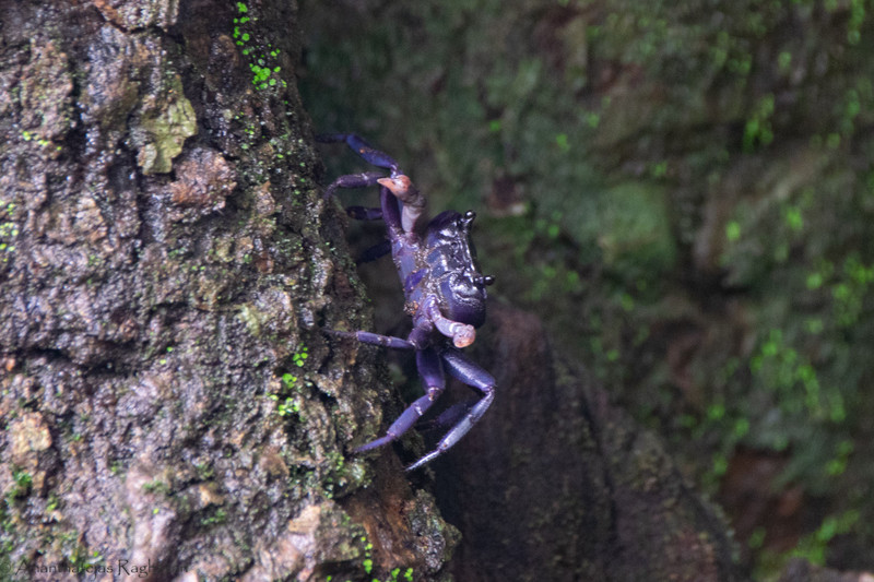 Blue Tree Crab
